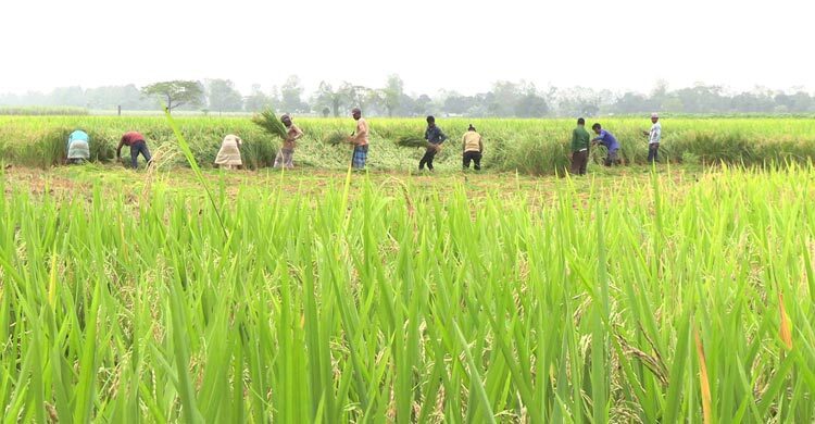 ঠাকুরগাঁওয়ে ধানের ফলন ভালো হলেও হতাশ কৃষকরা