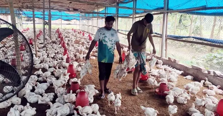 ঠাকুরগাঁওয়ে পোলট্রি ফার্মে বিষপ্রয়োগ, ৩ হাজার মুরগির মৃত্যু
