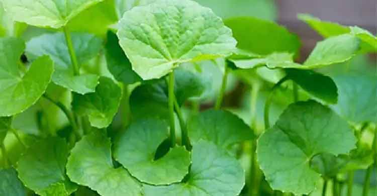 পরিচিত শাকে লুকিয়ে থাকা অচেনা উপকার