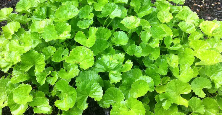 পরিচিত শাকে লুকিয়ে থাকা অচেনা উপকার