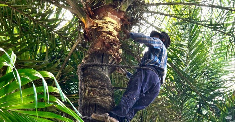 চাঁদপুরে খেজুরের রস সংগ্রহে ব্যস্ত গাছিরা