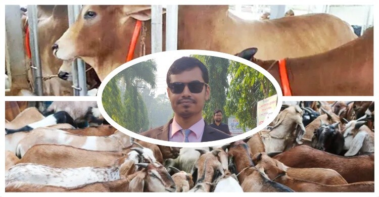 শীতকালে গবাদিপশুর যত্নে করণীয়