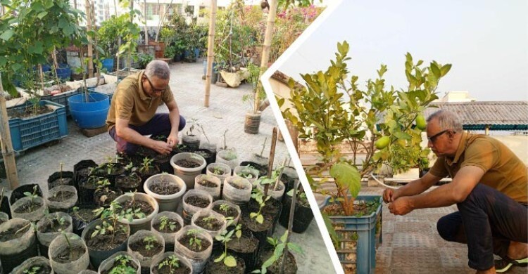 শখের ছাদ বাগানে মিটছে পরিবারের চাহিদা