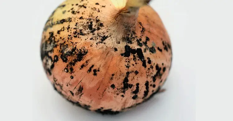 খোসায় কালো দাগযুক্ত পেঁয়াজ, খাওয়া কী নিরাপদ