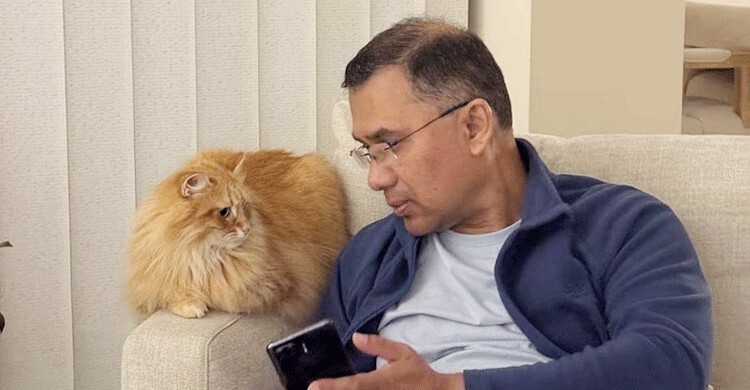 সাইবেরিয়ান বিড়াল জেবু, বাংলাদেশের আবহাওয়ায় খাপ খাওয়া ও যত্ন