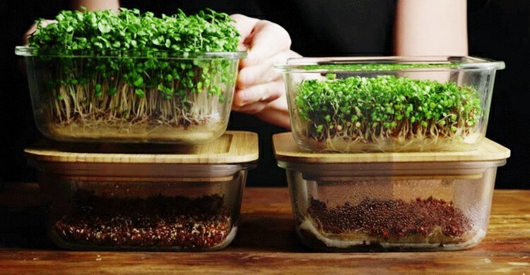 বাড়িতে মাইক্রোগ্রিনস চাষ করবেন যেভাবে