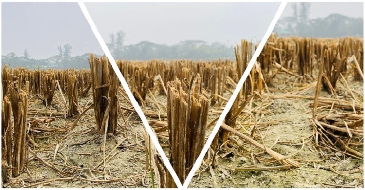 মাঠজুড়ে ধানের ‘নাড়া’ গ্রামাঞ্চলের চিরচেনা দৃশ্য