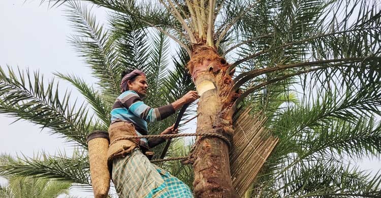 খেজুরের রসে পাঁচগুণ লাভের আশা গাছি শহিদ মোল্লার