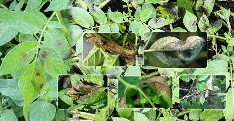 শীতে আলুর মড়ক রোগ হলে চাষিদের করণীয়