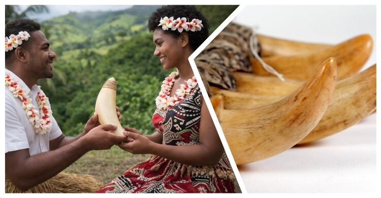 যার সংগ্রহে যত তিমির দাঁত, বিয়ের পাত্র হিসেবে সে তত এগিয়ে