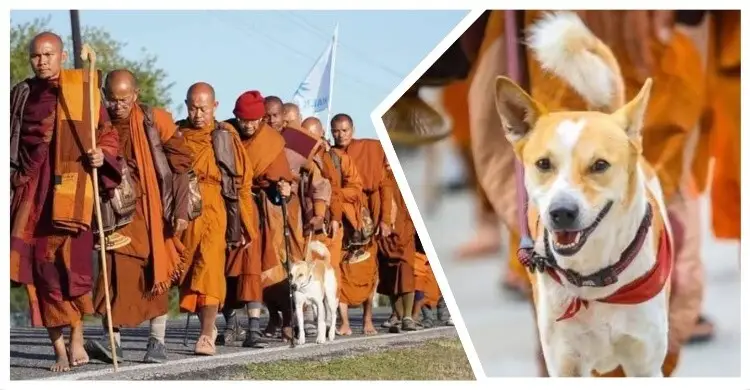 ভারত-যুক্তরাষ্ট্রে: শান্তির পদযাত্রায় বৌদ্ধ ভিক্ষুদের সঙ্গী পথ কুকুর