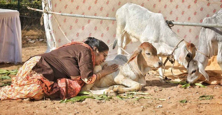 ভারতে গোবর-গোমূত্রে ক্যানসার নিরাময়ের চিন্তা, গবেষণার আগেই গায়েব প্রকল্পের টাকা