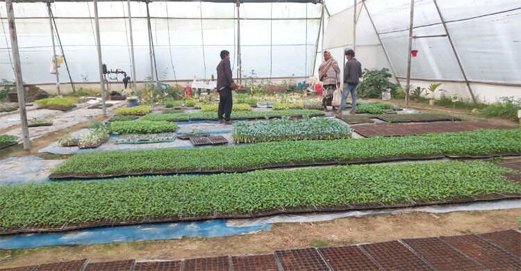 পলিনেট হাউজে চারা উৎপাদন, বদলে যাচ্ছে কৃষি