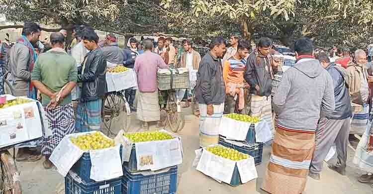 আমের বদলে বরই চাষে বদলে যাচ্ছে চাঁপাইনবাবগঞ্জের অর্থনীতি