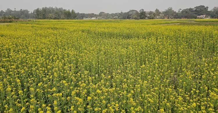 মুন্সিগঞ্জের আলুর রাজ্যে সরিষা চাষে নীরব বিপ্লব