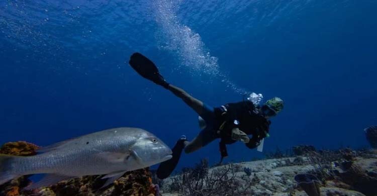 গভীর সমুদ্রে জীববৈচিত্র্য রক্ষায় জাতিসংঘের ঐতিহাসিক চুক্তি কার্যকর