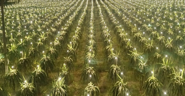 শার্শায় কৃত্রিম আলোয় ড্রাগন চাষে তিনগুণ ফলন