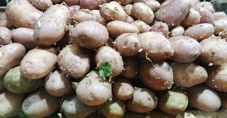 লালমনিরহাটে লক্ষ্যমাত্রার চেয়ে বেশি আলু চাষ, দাম নিয়ে শঙ্কা