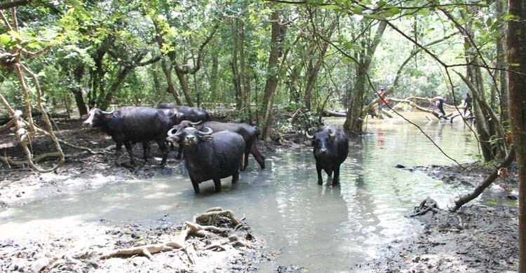 সংকটে উপকূলের মহিষ পালন