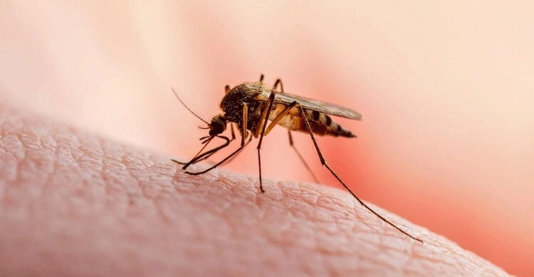 কেন আপনাকেই মশা বেশি কামড়ায়?