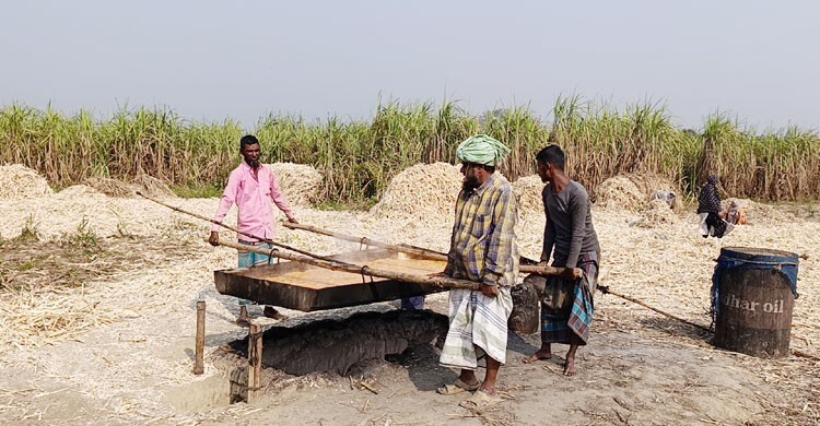 নারায়ণগঞ্জে বাড়ছে আখ চাষ, লাভবান কৃষকেরা