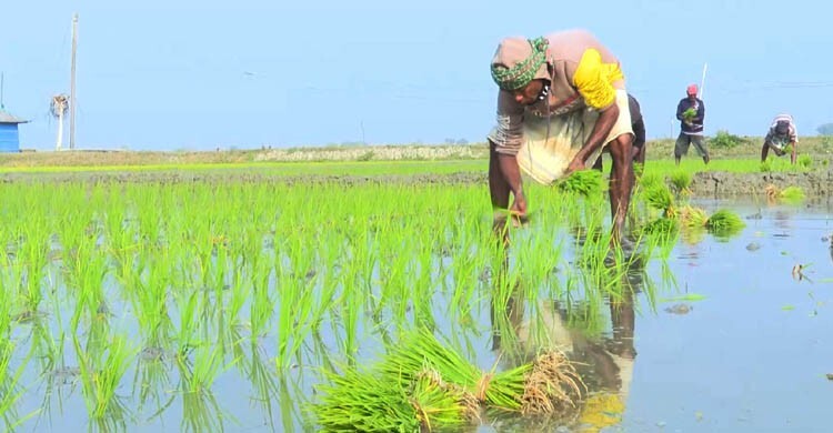 প্রতিকূলতা মোকাবিলায় সাতক্ষীরায় আগাম বোরো ধান চাষ