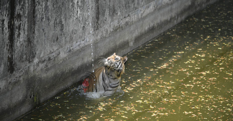 তীব্র দাবদাহে অতিষ্ঠ চিড়িয়াখানার প্রাণীকূল