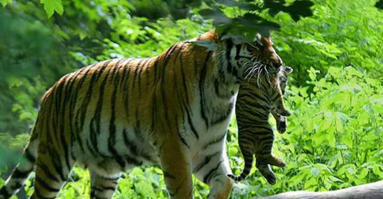 বিশ্ব বাঘ দিবস আজ