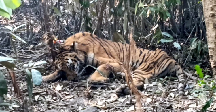 সুন্দরবনে ফাঁদে আটকে পড়া বাঘের খুলনায় চিকিৎসা শুরু