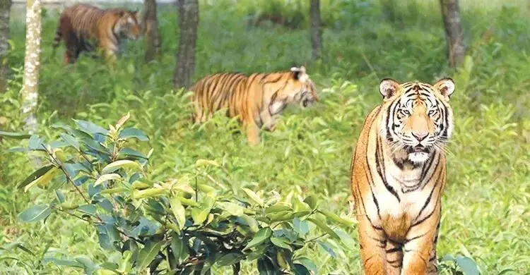 সুন্দরবনের মানুষ বাঘকে কী কী নামে ডাকে জানেন?