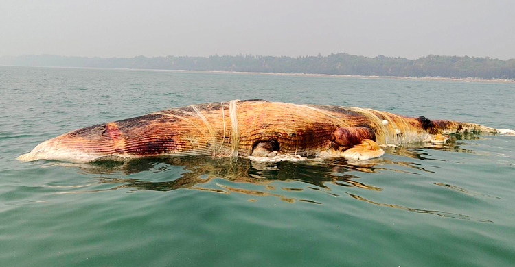 বালিয়াড়িতেই পুঁতে রাখা হলো সেই মৃত তিমি