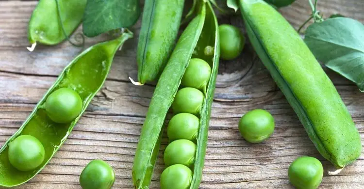 টাটকা মটরশুঁটি চেনার সহজ উপায়