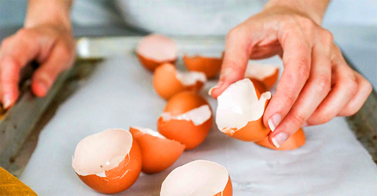 ফেলে দেওয়া ডিমের খোসায় ঘরের সমস্যার সহজ সমাধান