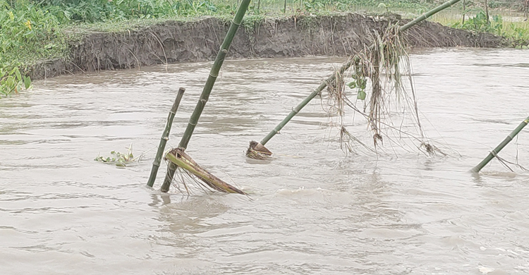 কমছে তিস্তার পানি, বাড়ছে ভাঙন