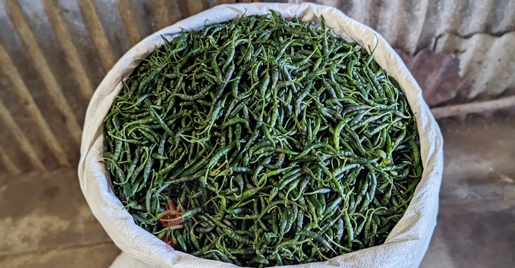 প্রতিপিস কাঁচামরিচ ১ টাকা