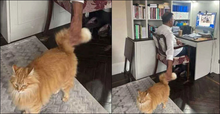 বিড়ালটি আমার মেয়ের বিড়াল: তারেক রহমান