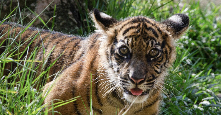 মহাবিপন্ন সুমাত্রান বাঘের শেষ আশ্রয়স্থল যেখানে