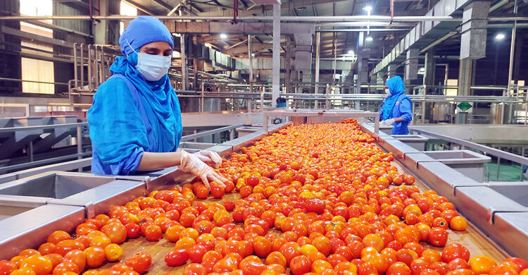 Tomato growers concerned over 15% VAT on paste, ketchup, sauce