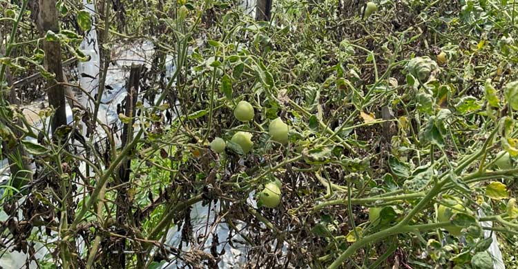 গ্রীষ্মকালীন টমেটো চাষ করে লাভবান হচ্ছেন কৃষকেরা