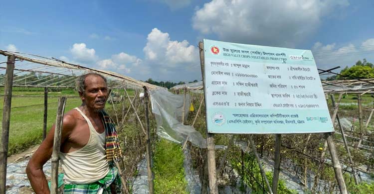 গ্রীষ্মকালীন টমেটো চাষ করে লাভবান হচ্ছেন কৃষকেরা