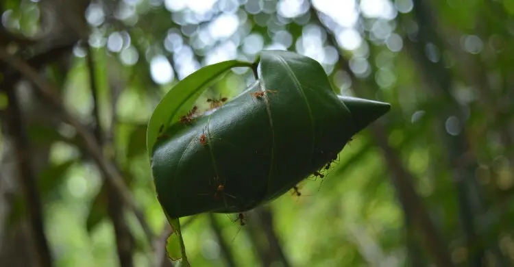 সুলাইমান (আ.) ও পিঁপড়ার গল্প, ক্ষুদ্র জীবের মহোত্তম পাঠ