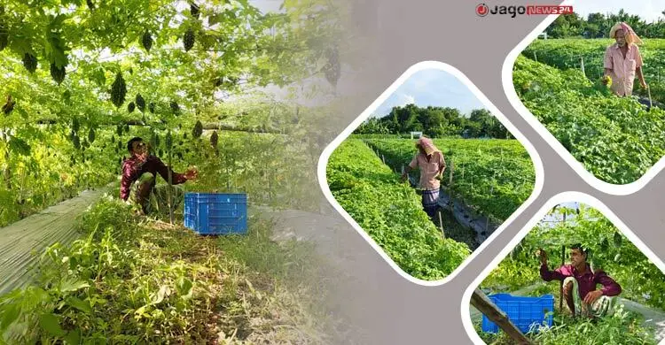 বাজারে বিষমুক্ত করলার দাম নেই, আগ্রহ হারাচ্ছেন কৃষকরা