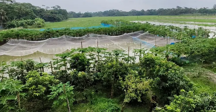 চাকরির পেছনে না ছুটে সমন্বিত চাষে সুমনের বছরে আয় ১৫ লাখ