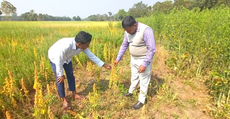 ভিয়েতনামি সরিষা ও সুপার ফুড কিনোয়ার বাম্পার ফলন
