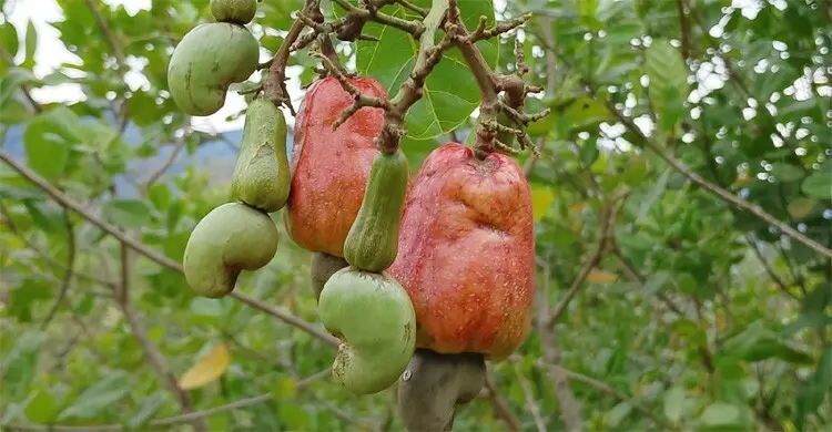 বান্দরবানে কাজুবাদাম ঘরে তুলতে ব্যস্ত চাষিরা