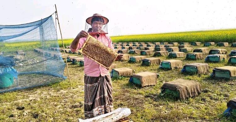পাবনায় সাড়ে ৪ কোটি টাকার মধু আহরণের আশা