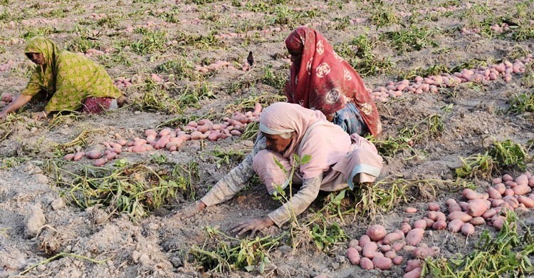 আলুর বাম্পার ফলনেও দামে হতাশ জয়পুরহাটের চাষিরা