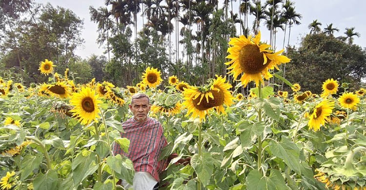 মৌলভীবাজারে সূর্যমুখী চাষে আগ্রহী হচ্ছেন কৃষকেরা