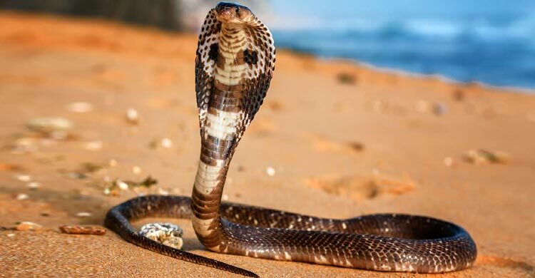 মরার পরও যেসব সাপ কামড়াতে পারে