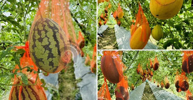 মিরসরাইয়ে গ্রীষ্মকালীন তরমুজ চাষে বাজিমাত